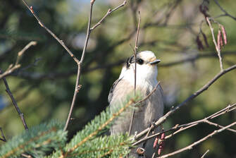 Algonquin Park birding Canada Jay