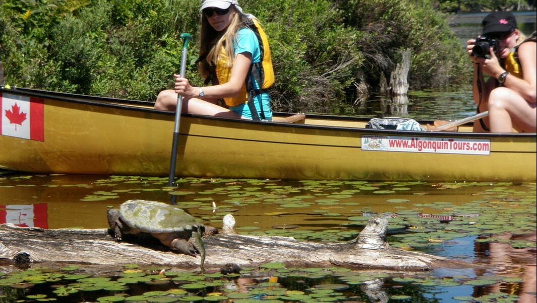 Algonquin Park Canoe Day Tour