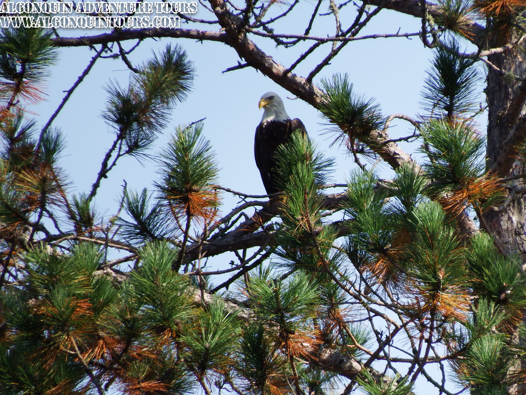 Algonquin Park Bald Eagle