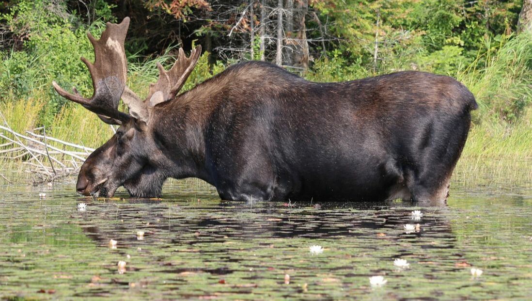 Algonquin Park Bull Moose