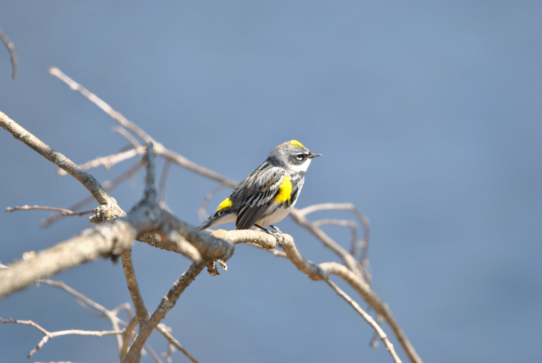 Algonquin Park Yellow-rumped Warbler